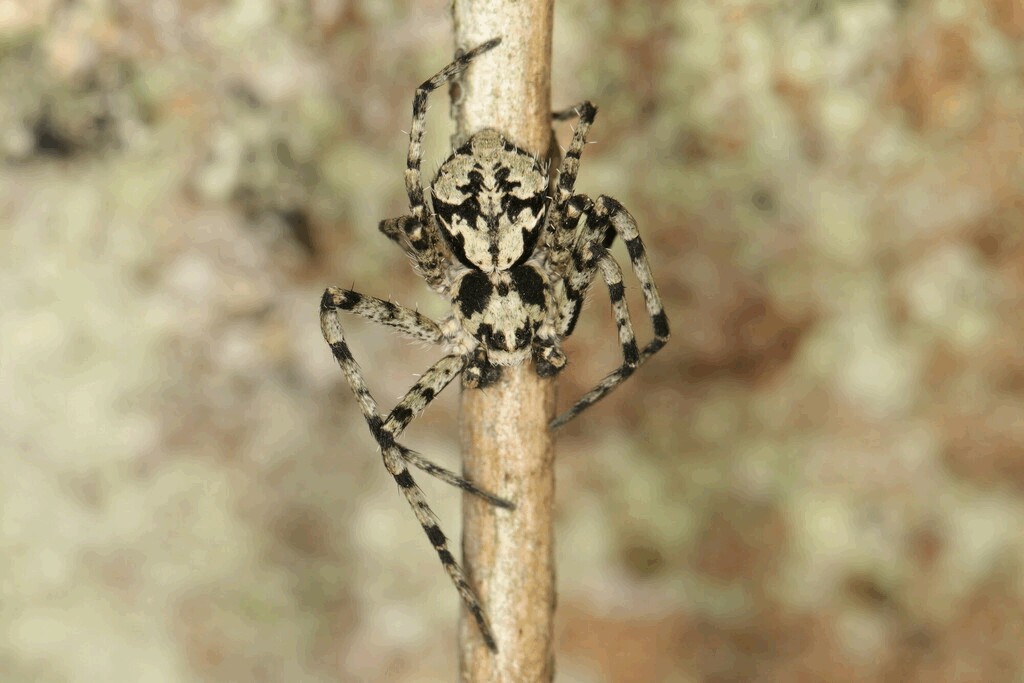 Philodromus_margaritatus-5.jpg