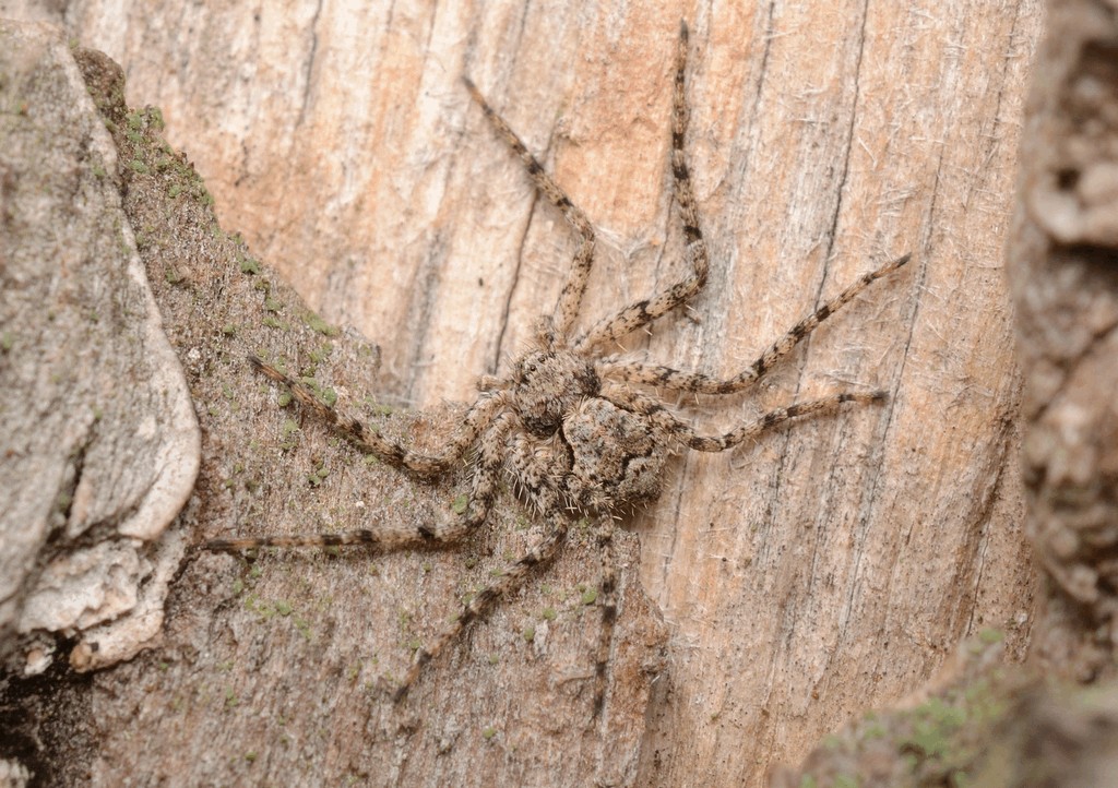 Philodromus_poecilus-1.jpg