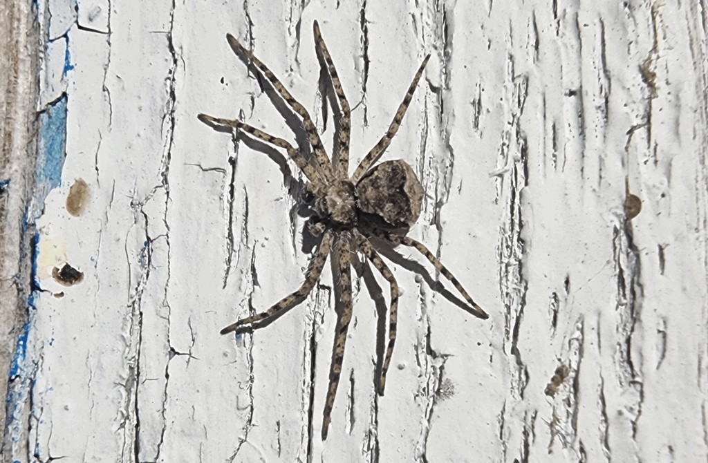 Philodromus_poecilus-2.jpg