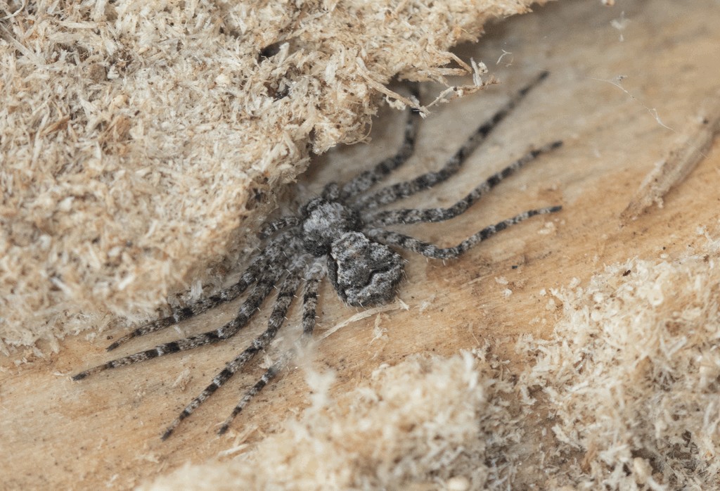 Philodromus_poecilus-3.jpg