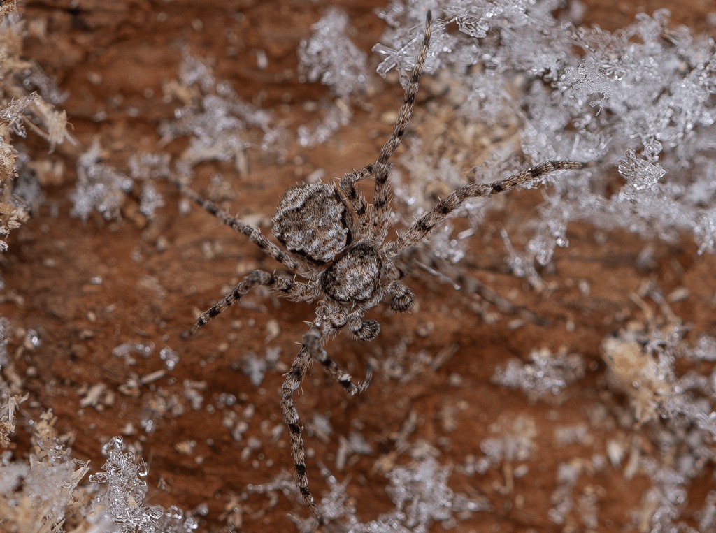 Philodromus_poecilus-4.jpg