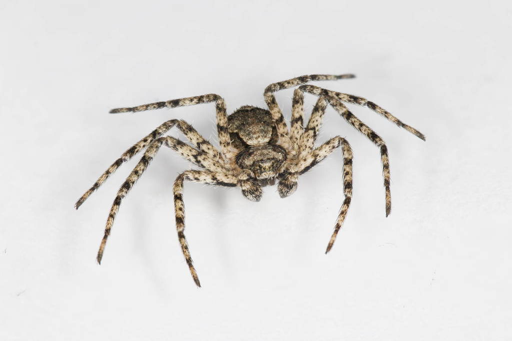 Philodromus_poecilus-5.jpg