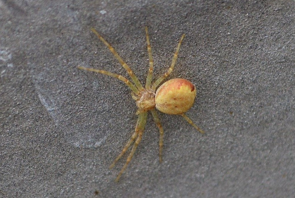 Philodromus_rufus-1.jpg