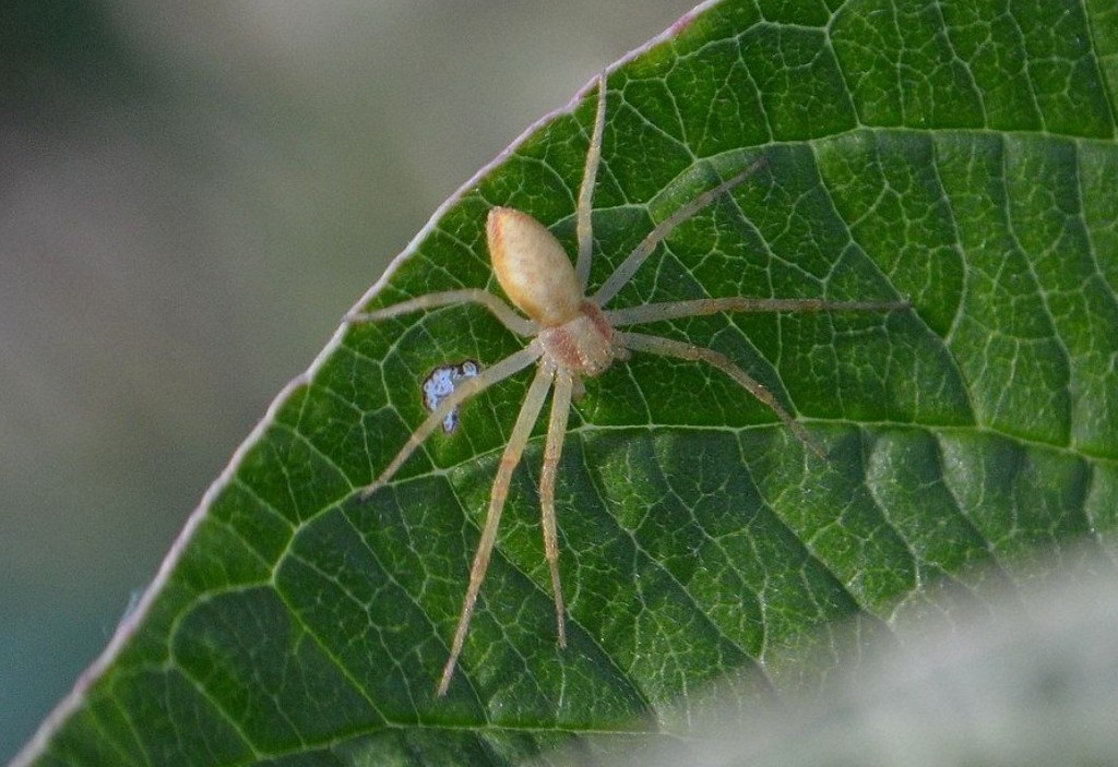 Philodromus_rufus-2.jpg