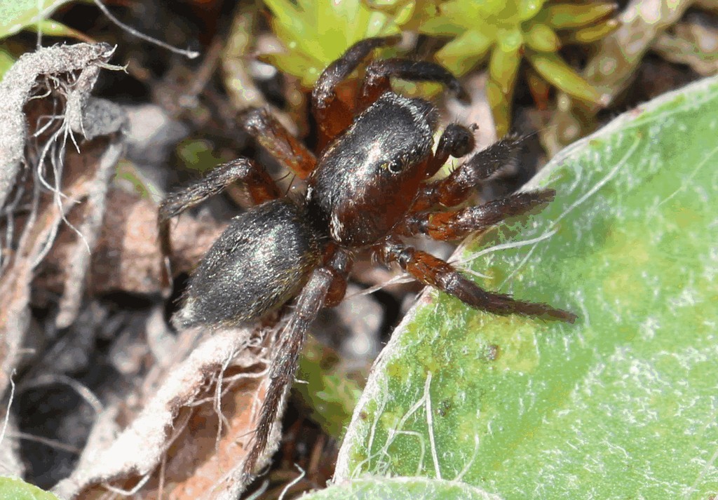 Phlegra_fasciata-1.jpg