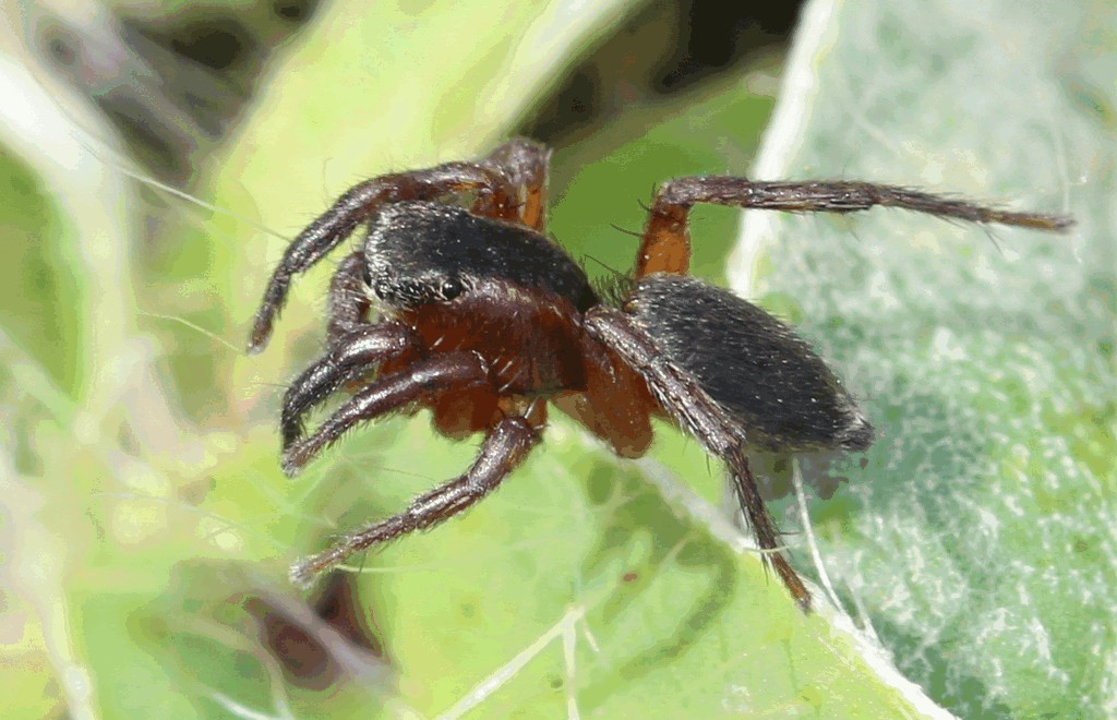 Phlegra_fasciata-2.jpg