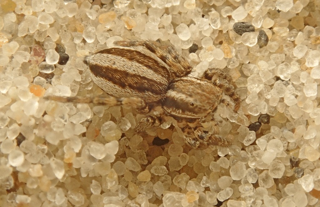 Phlegra_fasciata-3.jpg