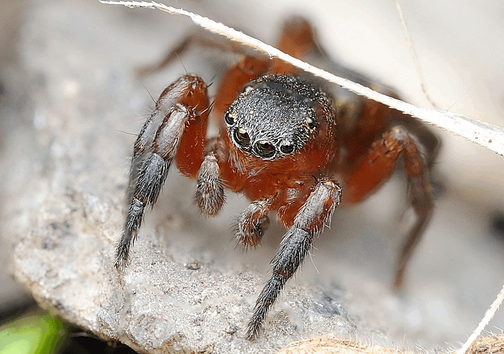 Phlegra_fasciata-4.jpg