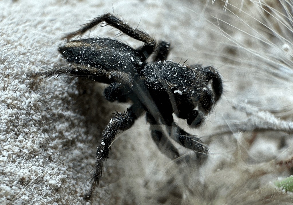 Phlegra_fasciata-5.jpg