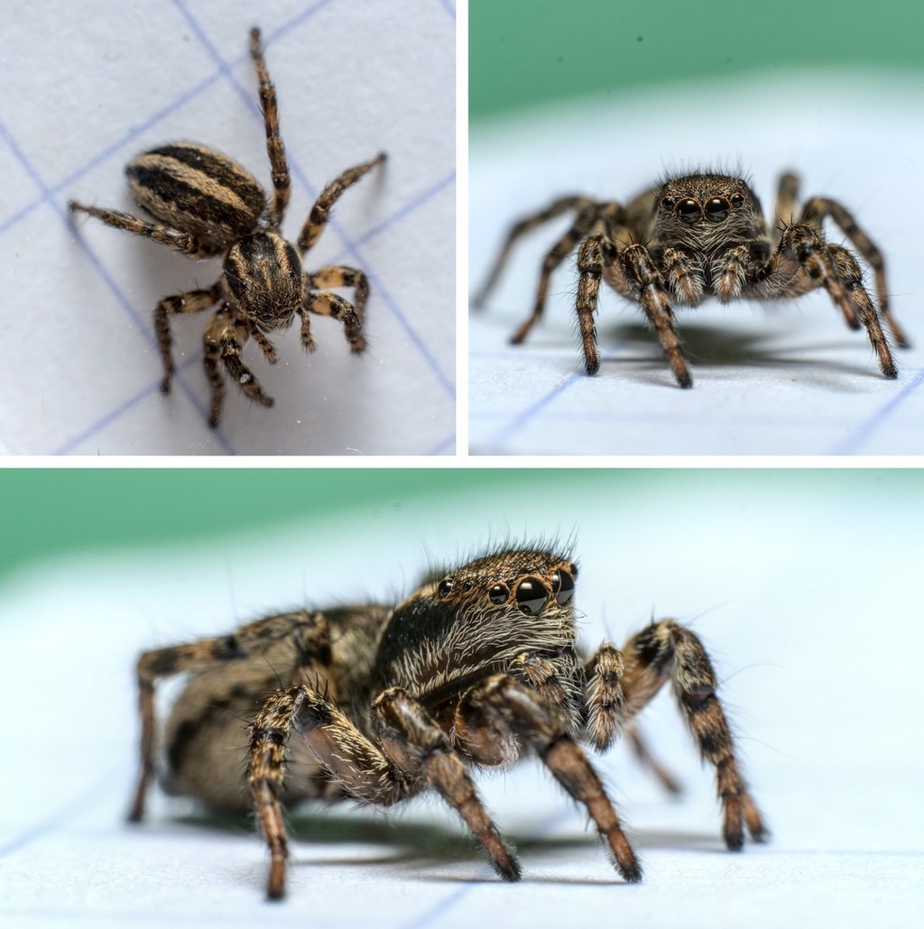 Phlegra_fasciata-6.jpg