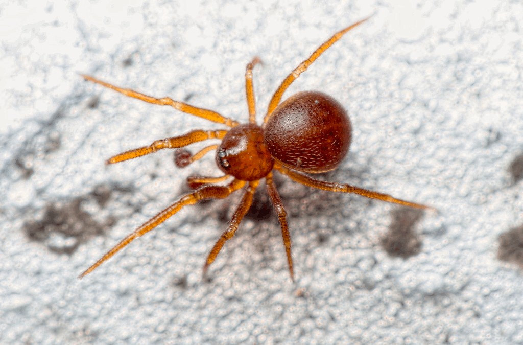 Pholcomma_gibbum-2.jpg