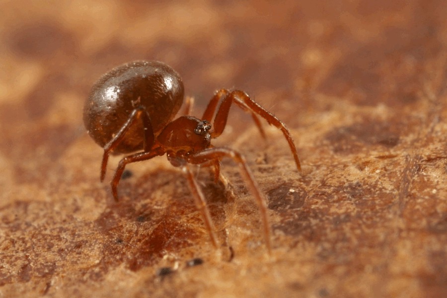 Pholcomma_gibbum-3.jpg