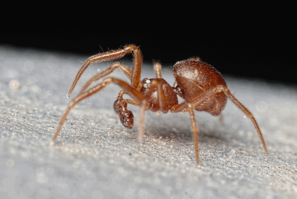 Pholcomma_gibbum-4a.jpg
