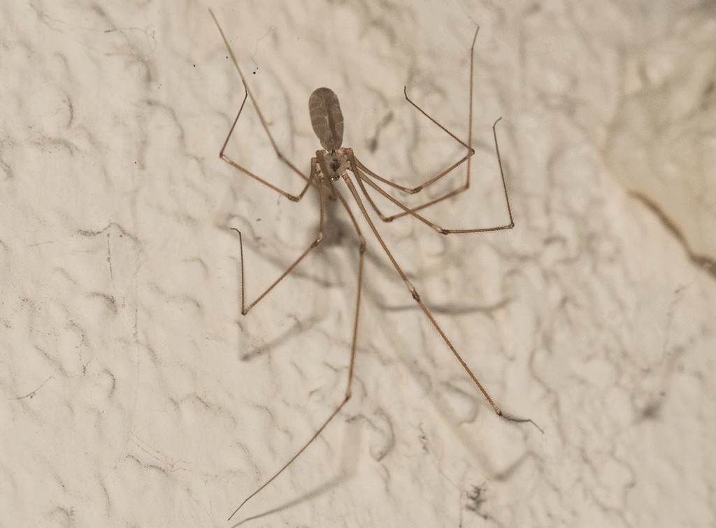 Pholcus_alticeps-1.jpg