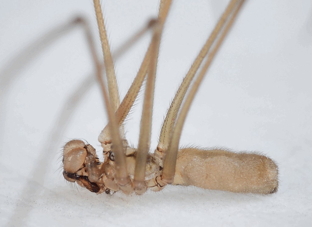 Pholcus_alticeps-3a.jpg