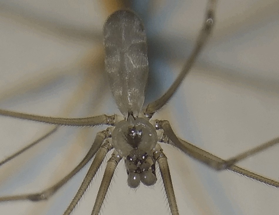 Pholcus_alticeps-4.jpg