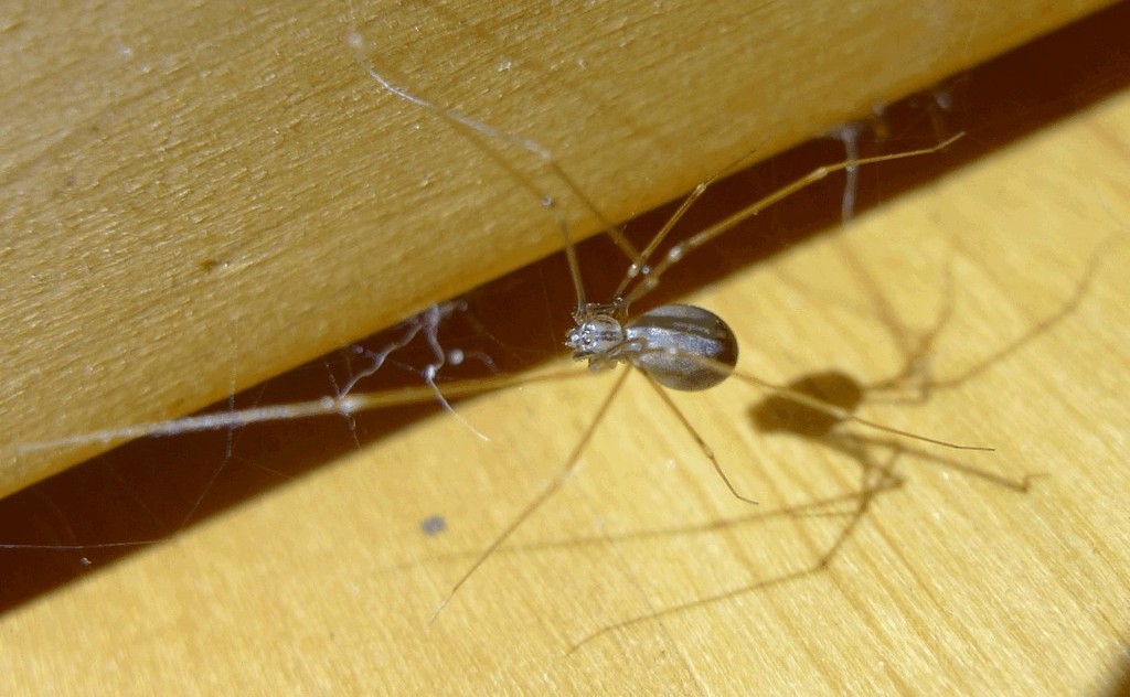 Pholcus_opilionoides-1.jpg