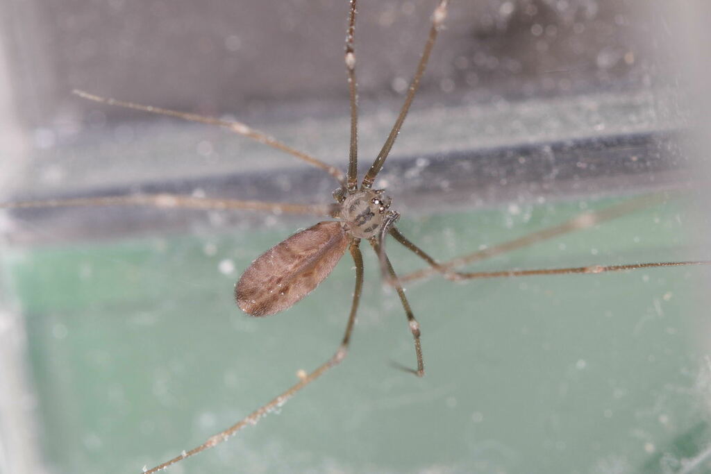 Pholcus_opilionoides-2.jpg