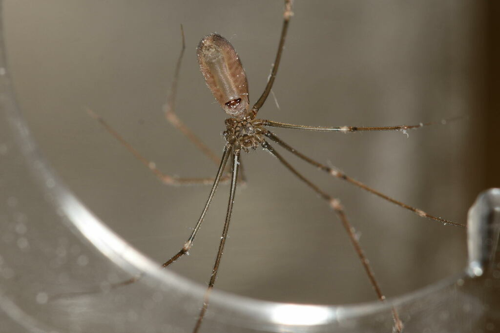 Pholcus_opilionoides-3.jpg