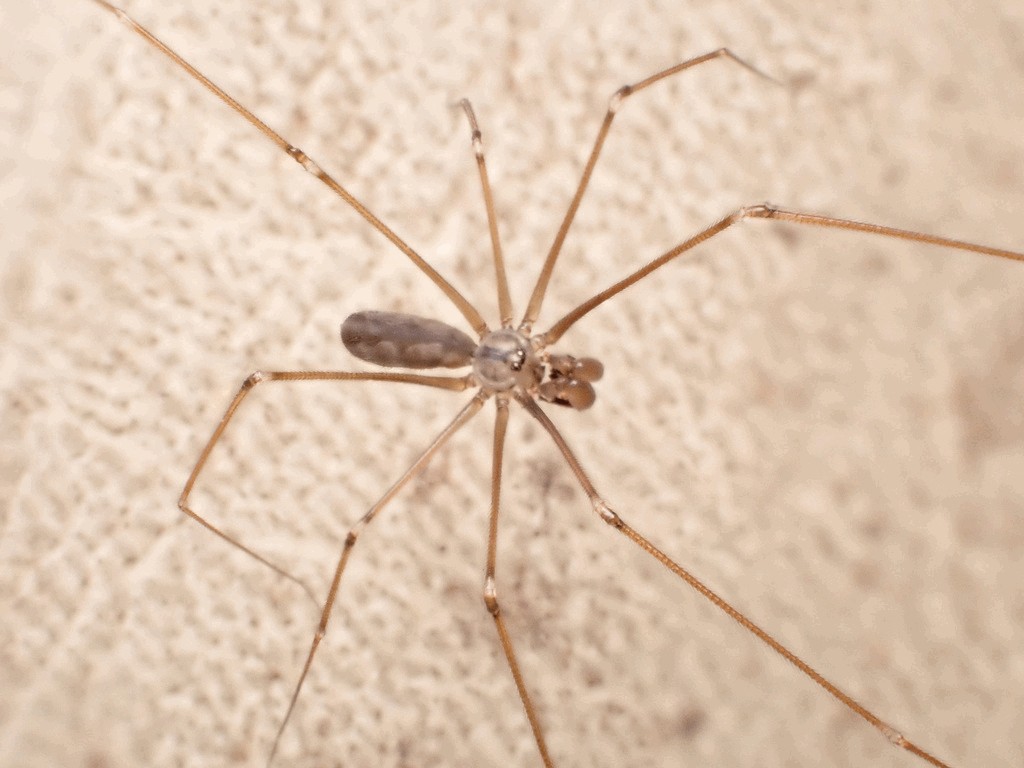 Pholcus_opilionoides-4.jpg