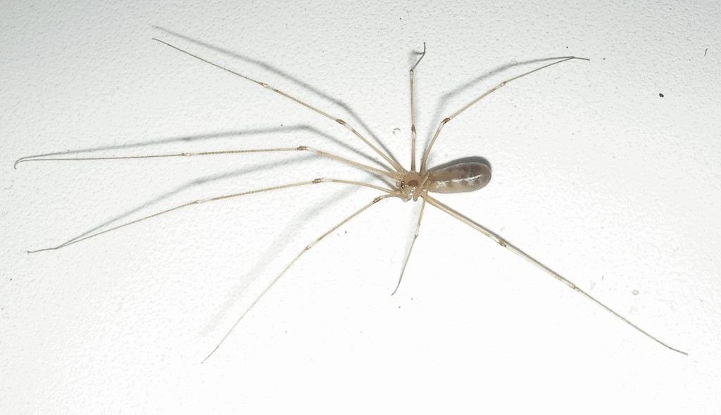 Pholcus_phalangoides-2.jpg