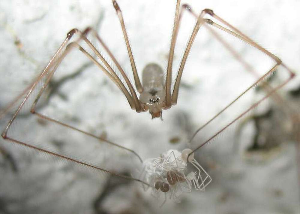 Pholcus_phalangoides-7.jpg