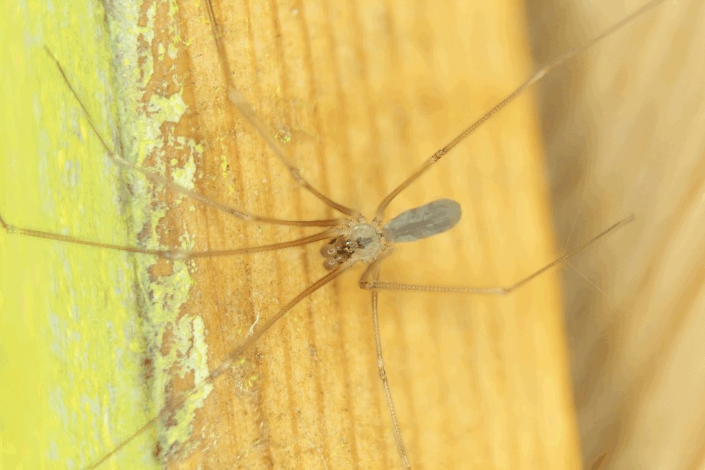 Pholcus_ponticus-1.jpg