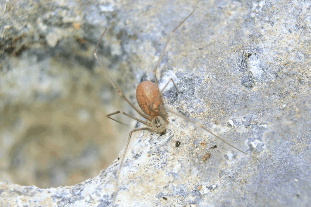 Pholcus_ponticus-2.jpg