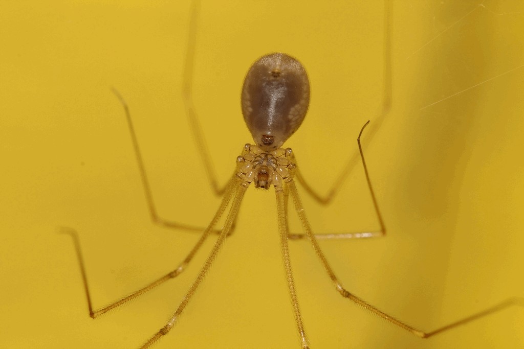 Pholcus_ponticus-3.jpg