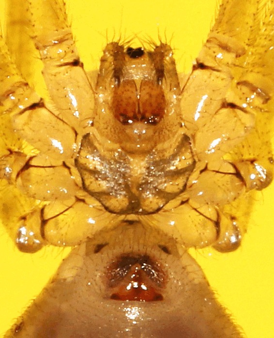 Pholcus_ponticus-3a.jpg