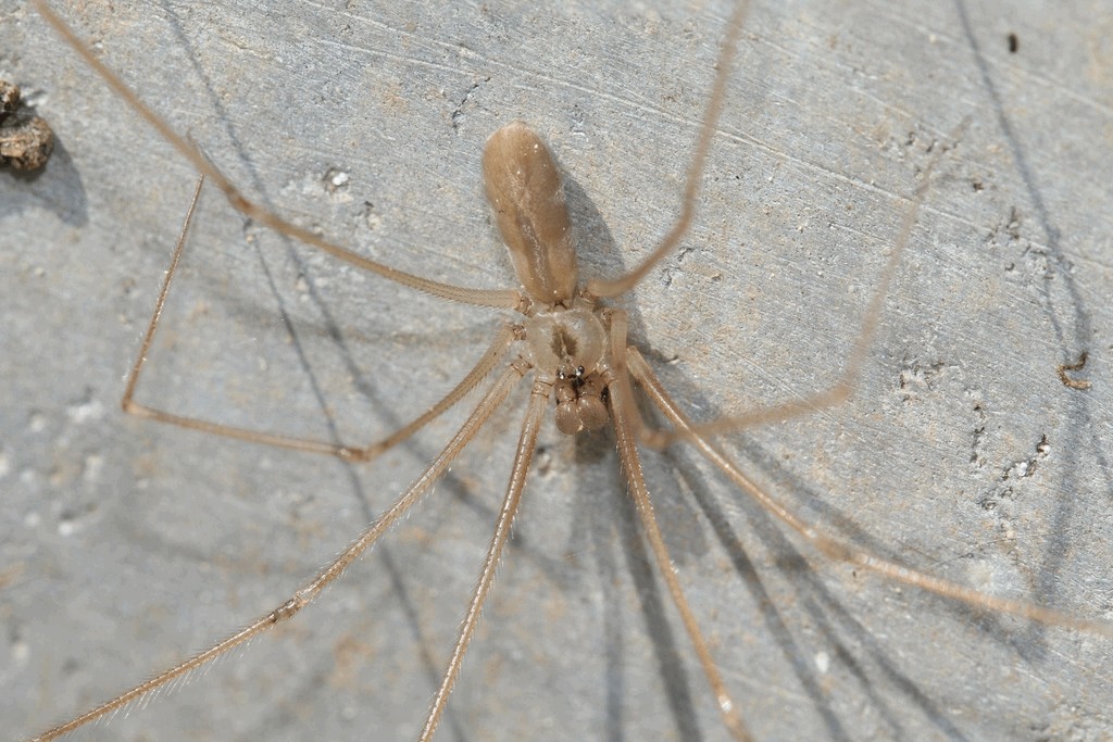 Pholcus_ponticus-4.jpg