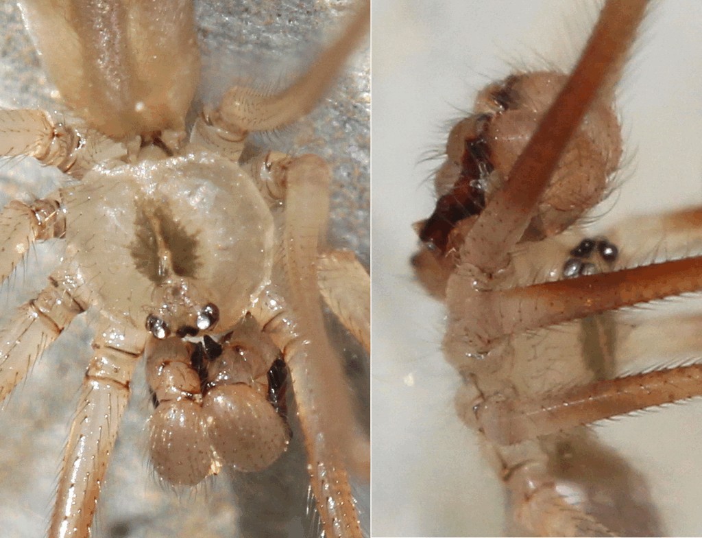 Pholcus_ponticus-4a.jpg