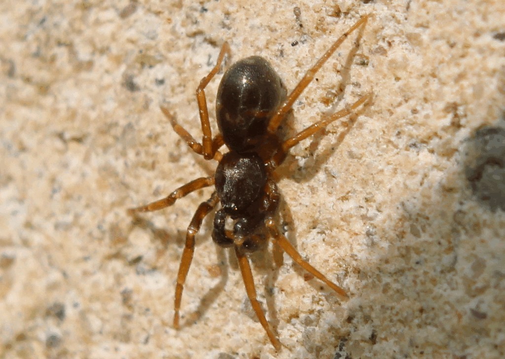 Phrurolithus_festivus-2.jpg