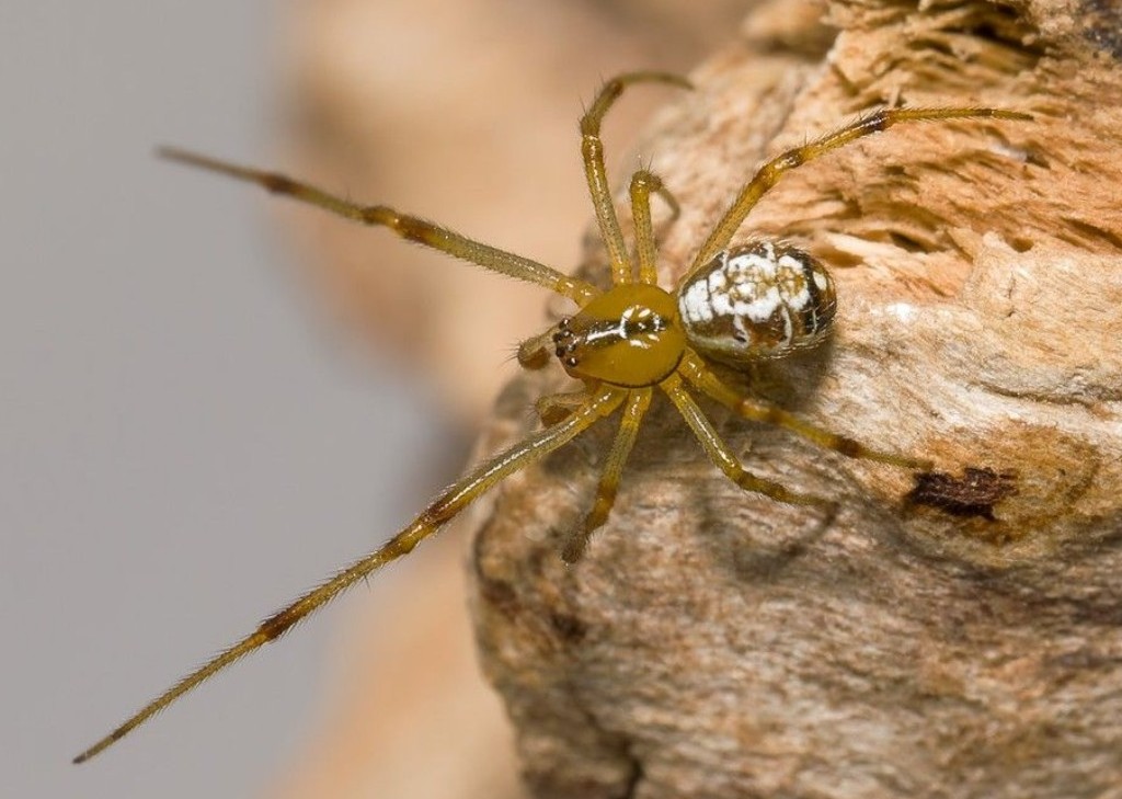 Phylloneta_impressa-1.jpg