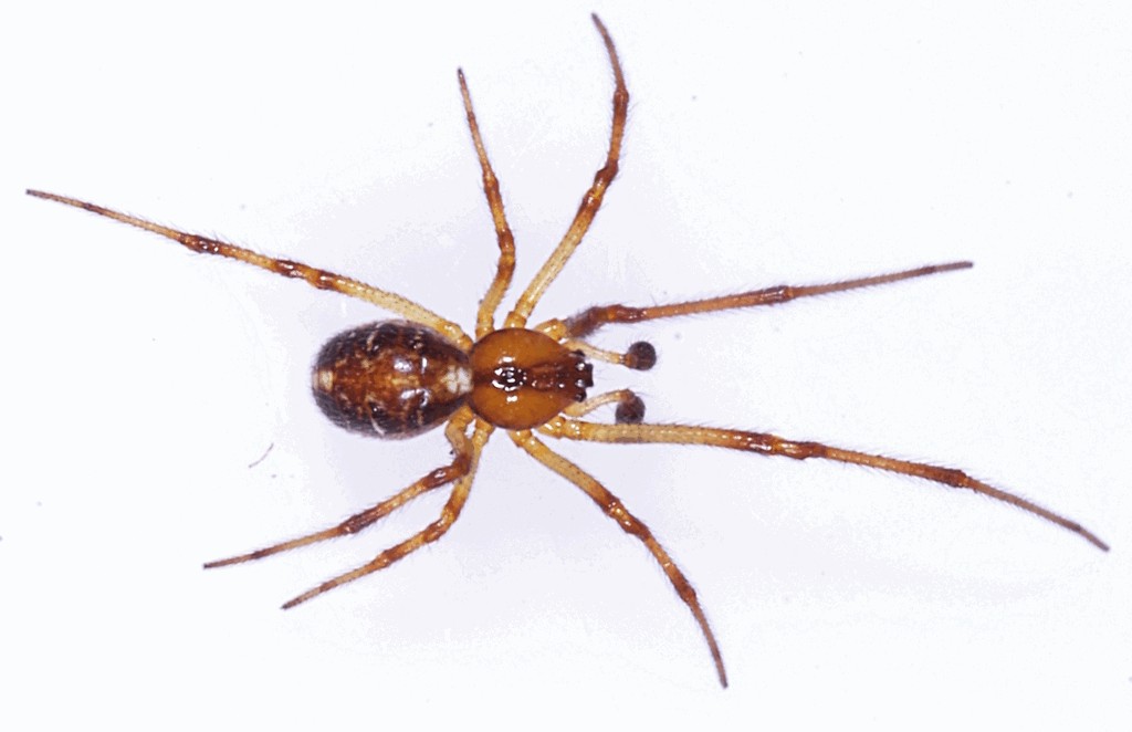 Phylloneta_sisyphia-5.jpg