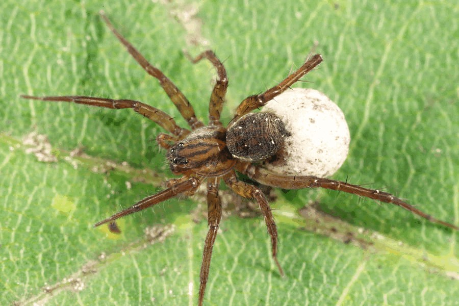 Piratula_insularis-1.jpg