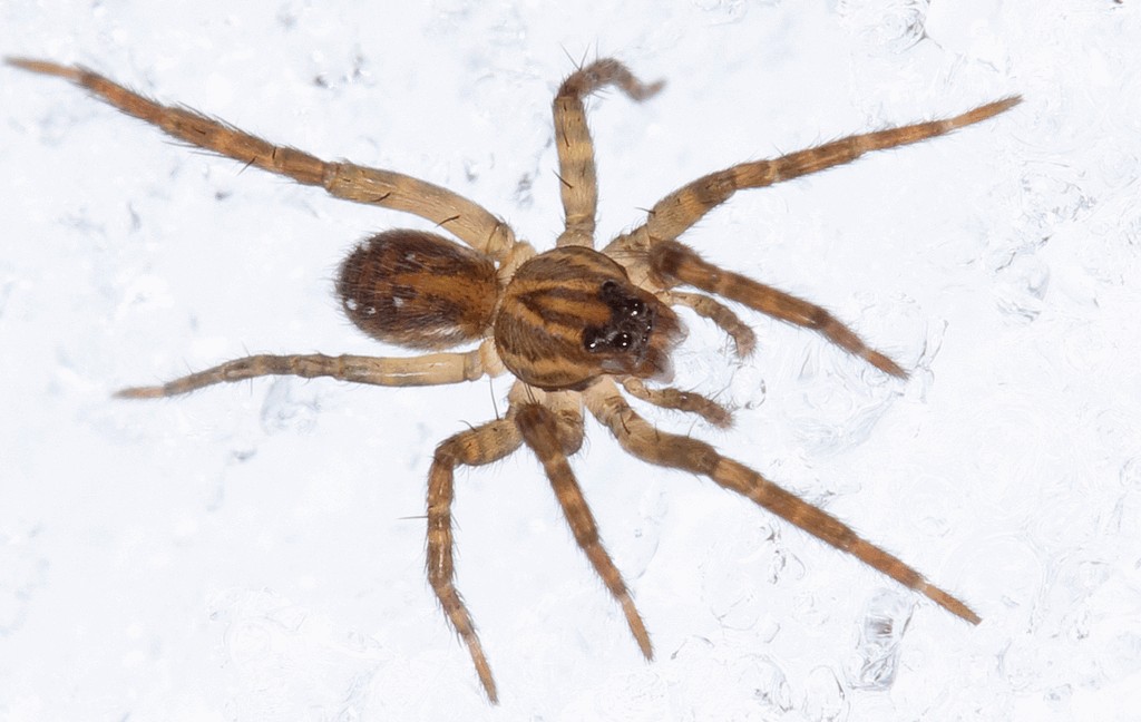 Piratula_insularis-2.jpg
