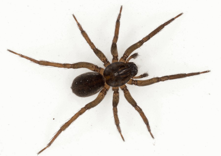 Piratula_uliginosa-1.jpg