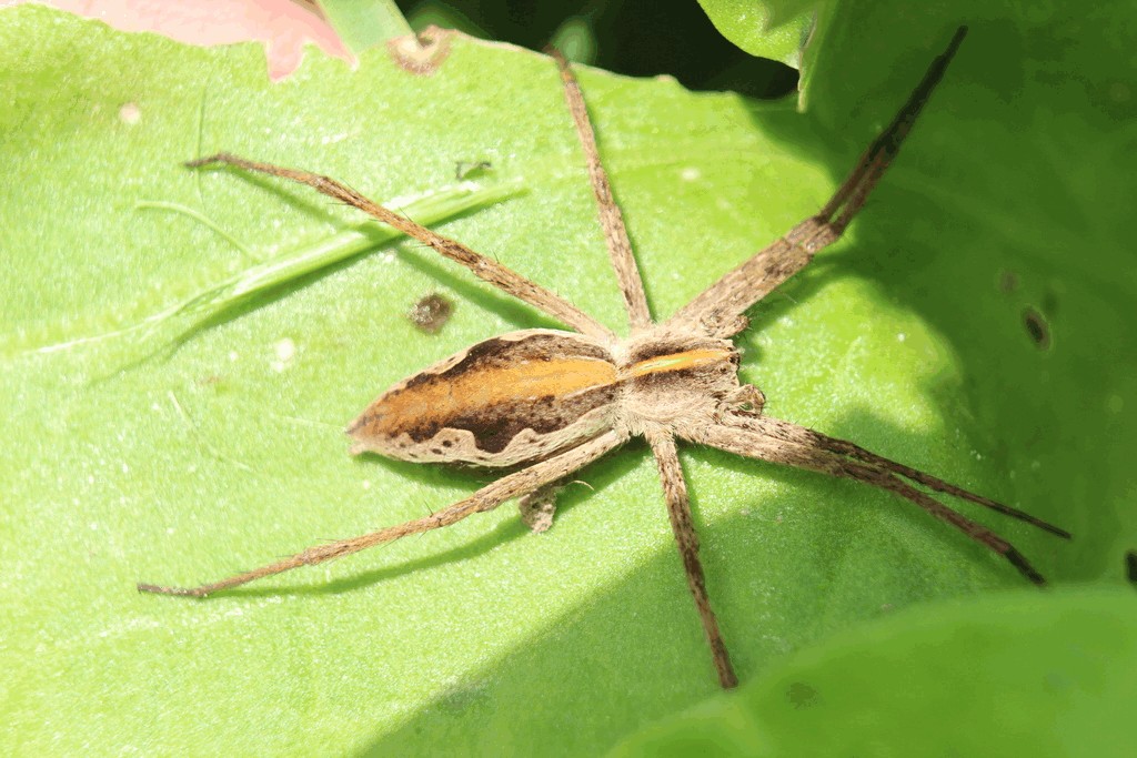 Pisaura_mirabilis-1.jpg