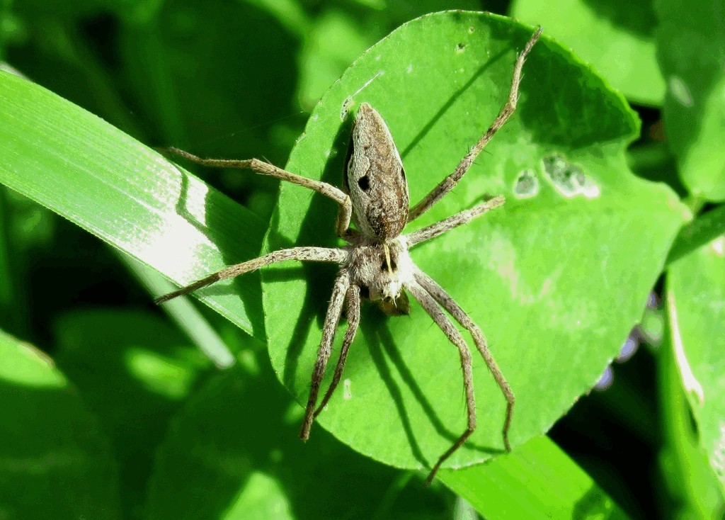 Pisaura_mirabilis-2.jpg