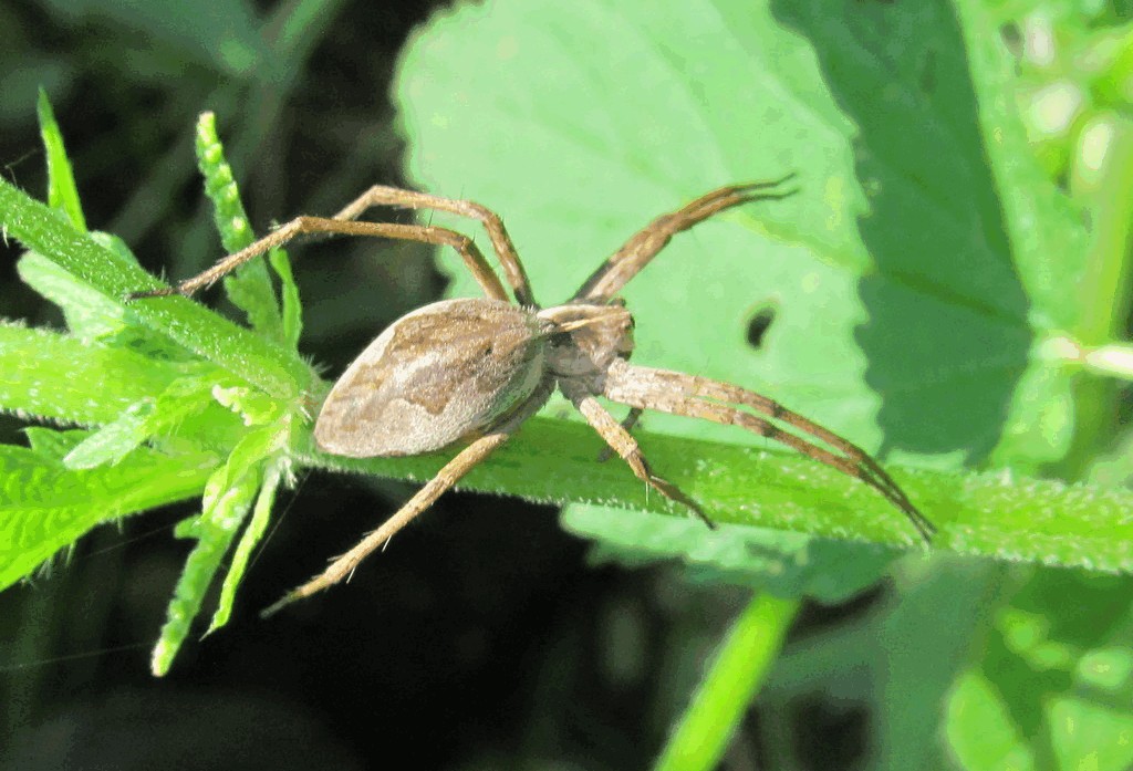 Pisaura_mirabilis-3.jpg