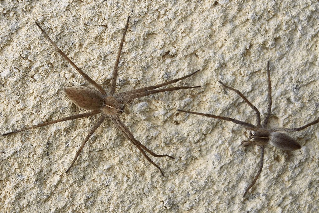 Pisaura_mirabilis-4.jpg