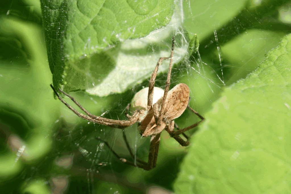 Pisaura_mirabilis-5.jpg