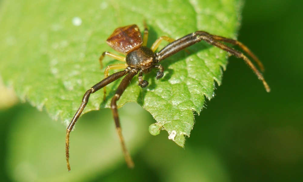 Pistius_truncatus-11.jpg