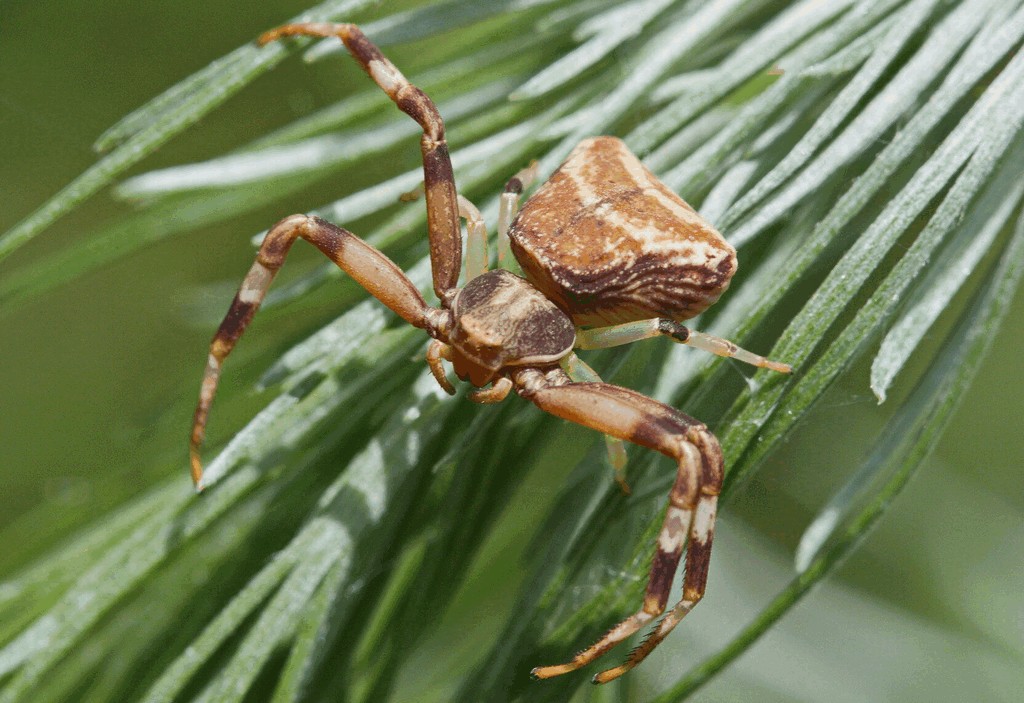 Pistius_truncatus-12.jpg