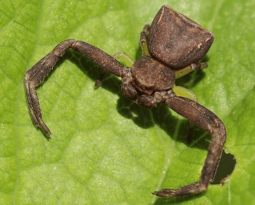Pistius_truncatus-13.jpg