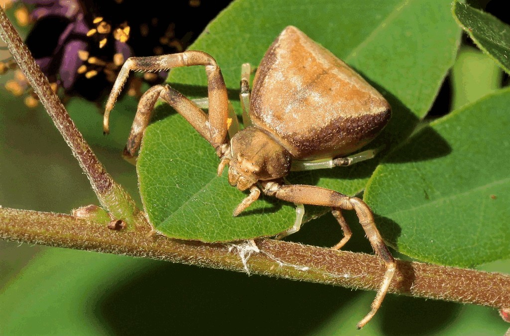 Pistius_truncatus-14.jpg