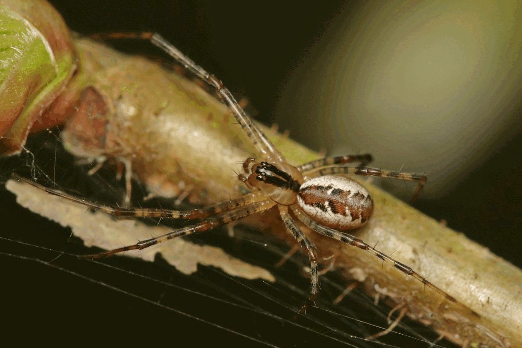 Pityohyphantes_phrygianus-1.jpg