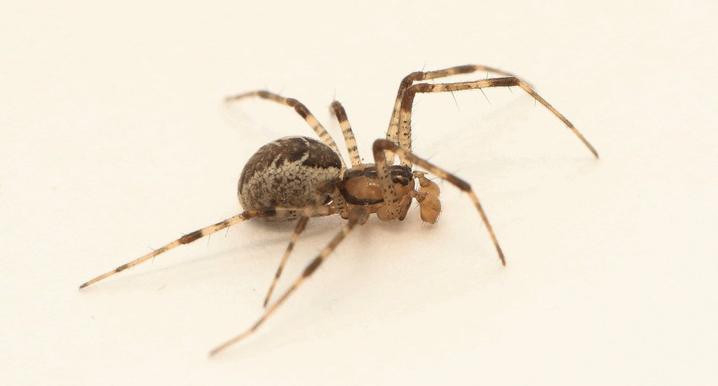 Pityohyphantes_phrygianus-2.jpg