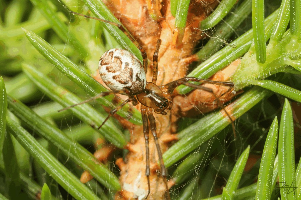 Pityohyphantes_phrygianus-3.jpg